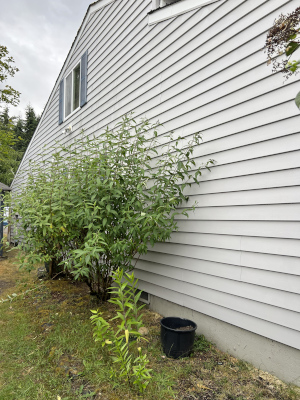 Solar Panel Cleaning in Tacoma, Washington